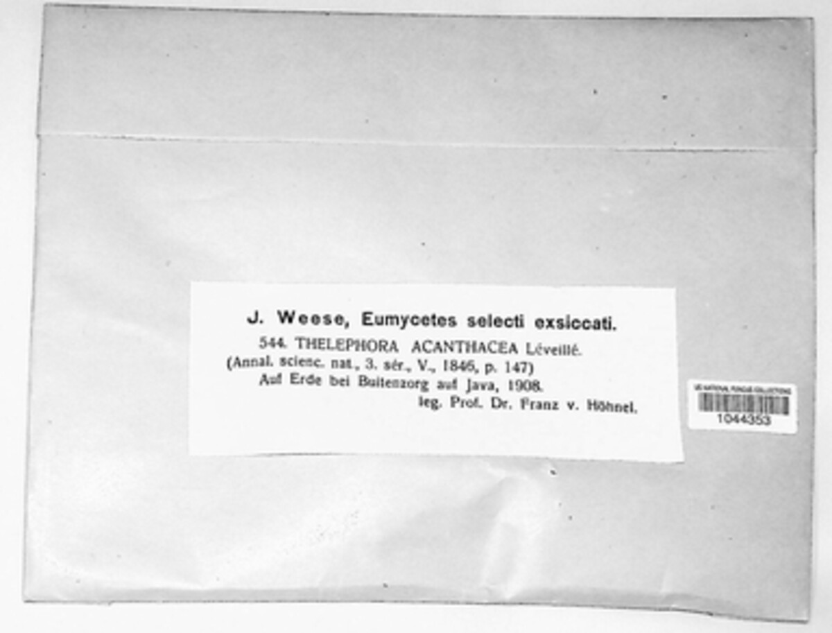 Stereopsidaceae image